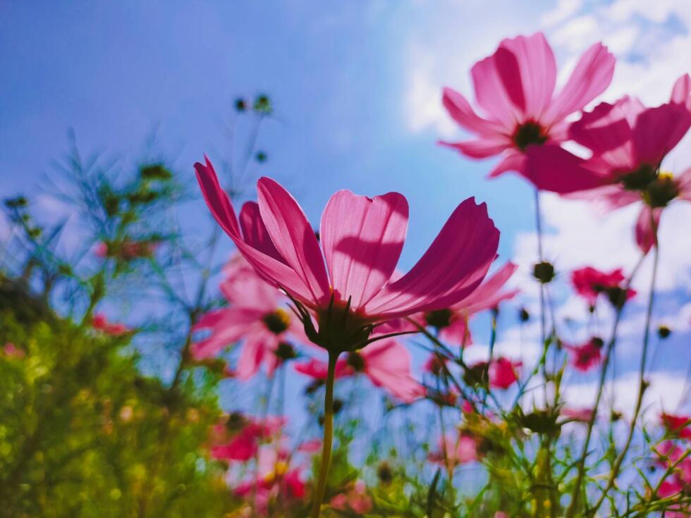 コスモスの花言葉は 乙女の真心 謙虚 女性的でおしとやかな言葉がなんだか少しこそばゆいのは歳のせい 司法書士法人トラスト