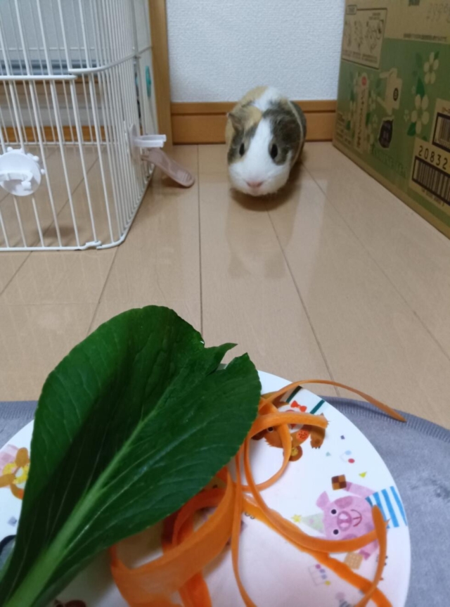 🐹わが家にホームステイ🐹