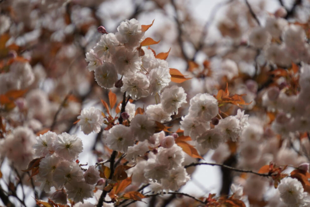 🌸春の花に囲まれた家族旅行🌸